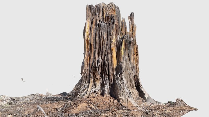 Old tree stump - Santa Clara Pueblo 3D Model