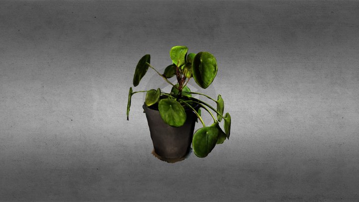 Pancakeplant 3D Model