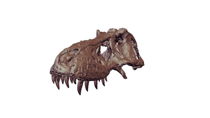 Modified Tufts-Love T. rex Skull 3D Model