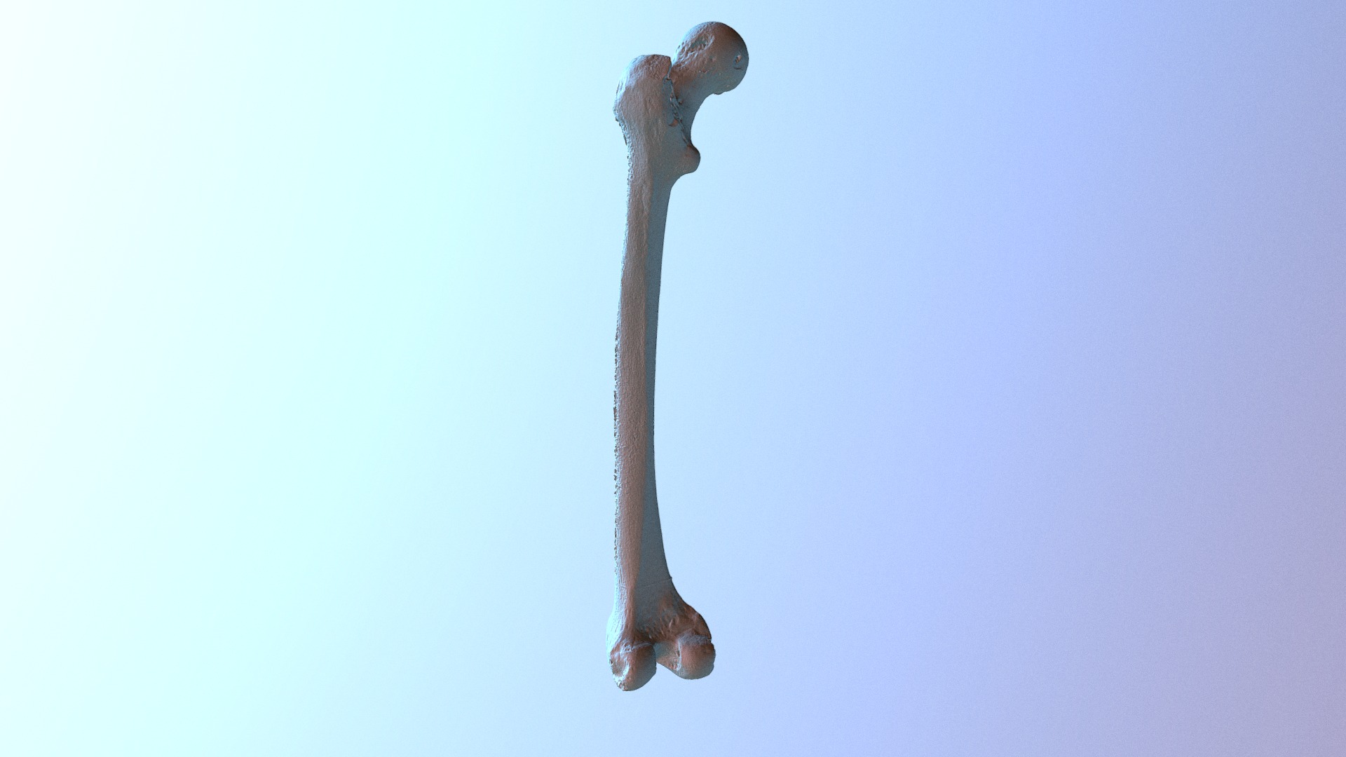 Femur - 3D model by acaurin [07a9d2c] - Sketchfab