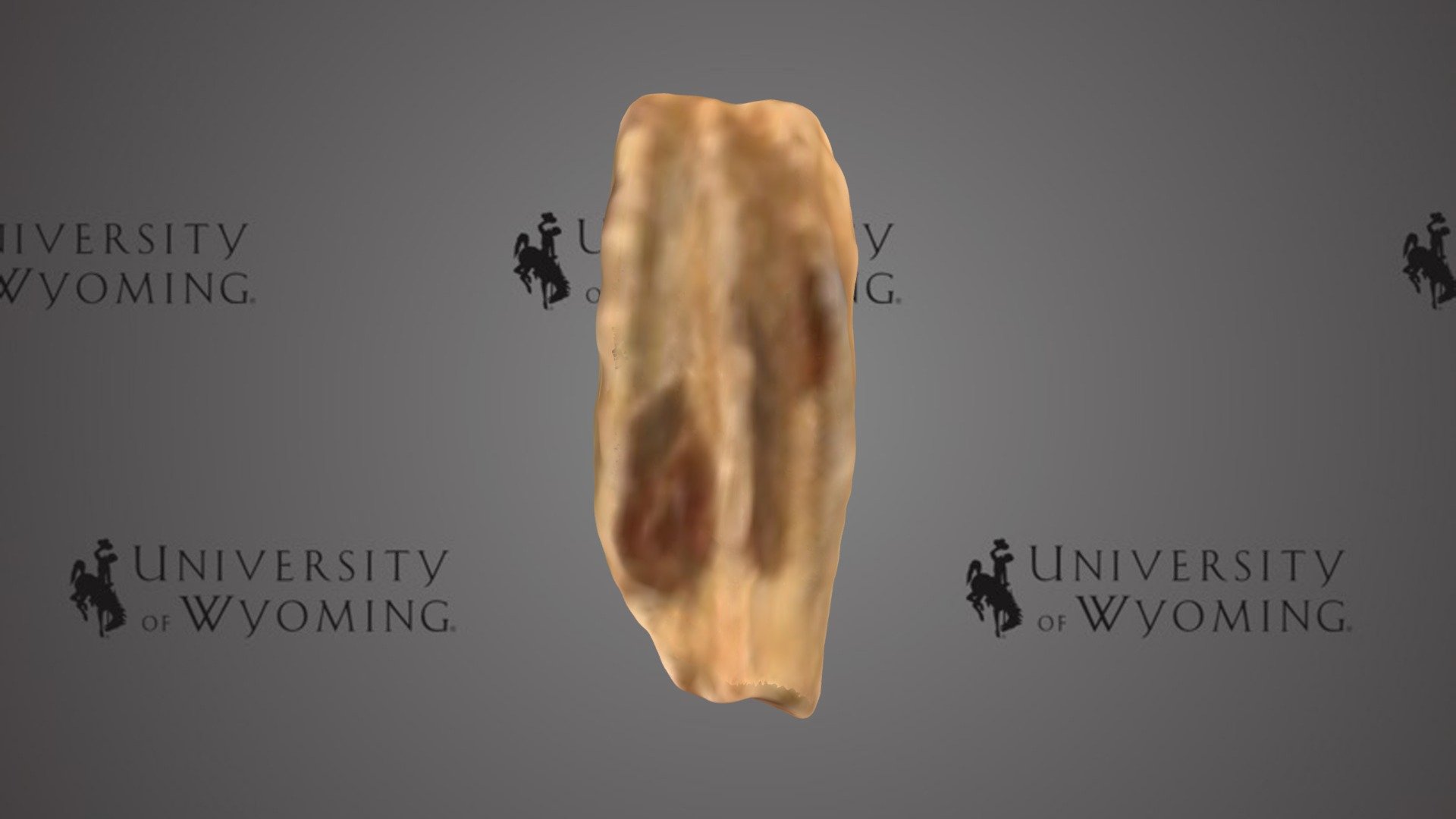 UW 34840 C - Hadrosauridae, Tooth