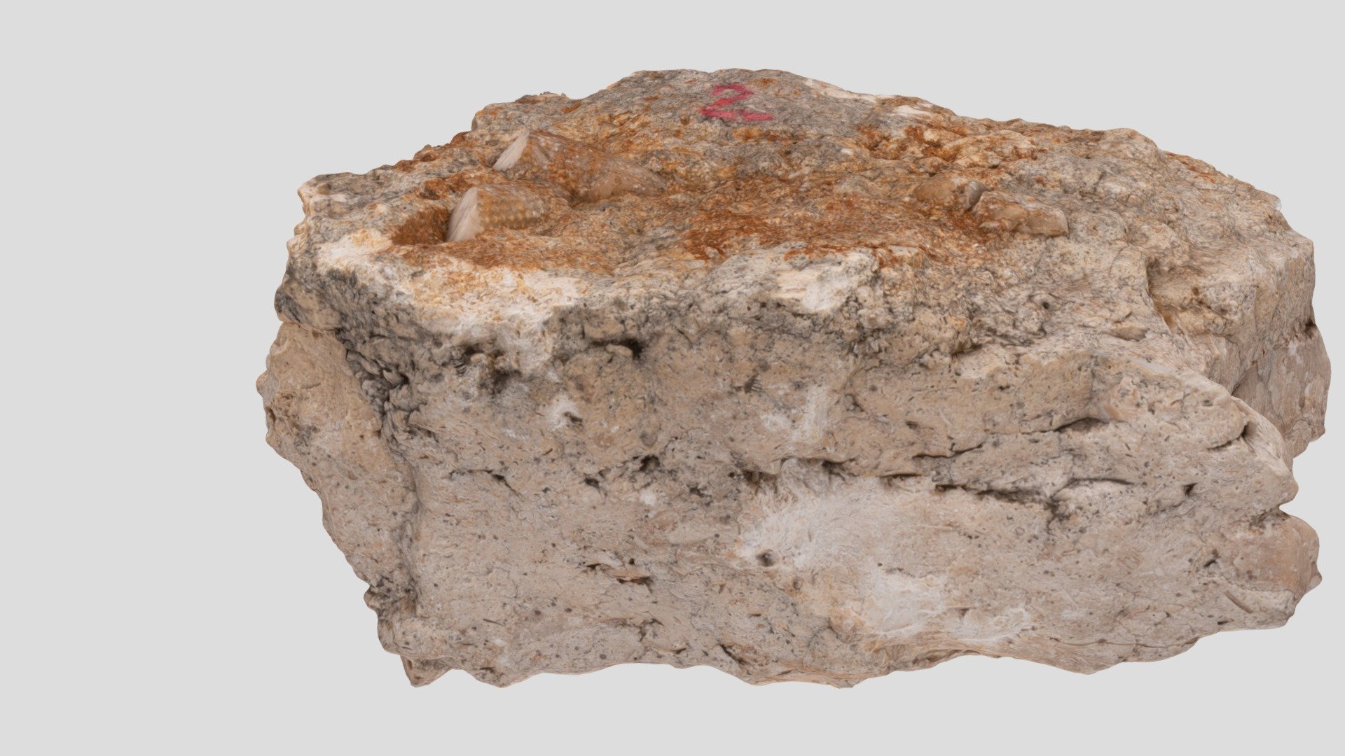 Calcaire bioclastique à radioles