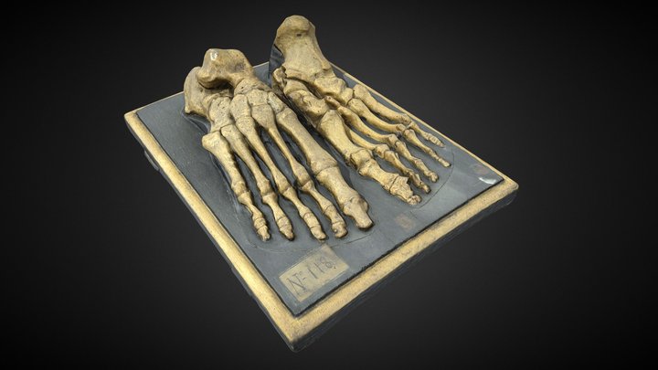 Huesos del pie 3D Model