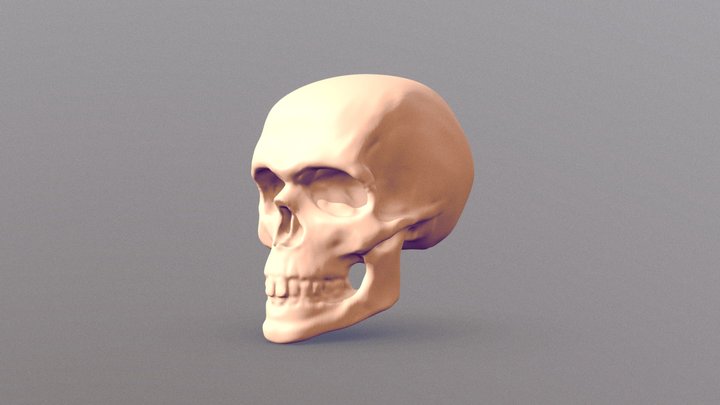 Skull 3D Model