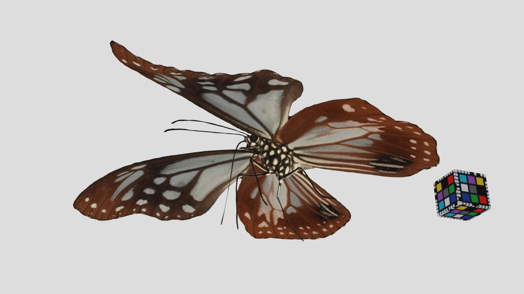 CC0 アサギマダラ 🦋 ♂ Chestnut Tiger Butterfly