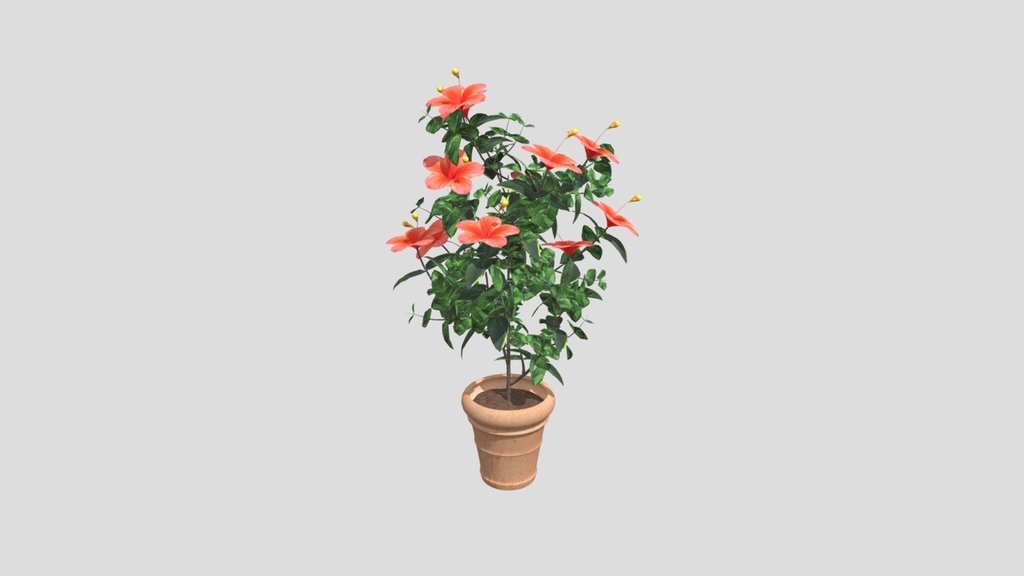 Pink Hibiscus