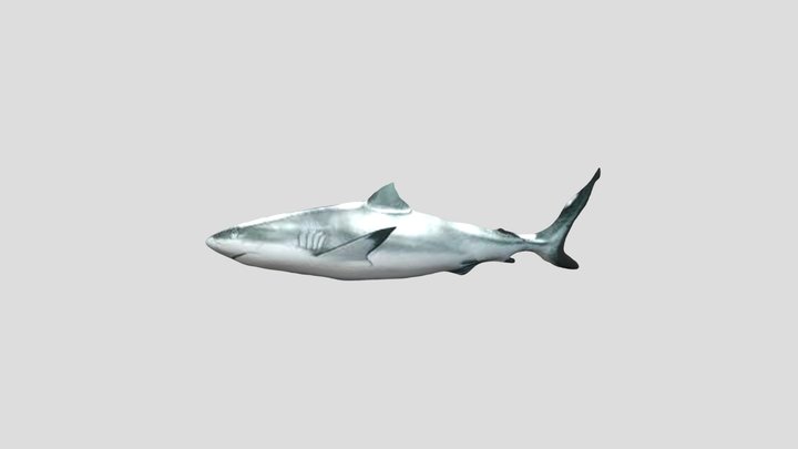 鯊魚 3D Model
