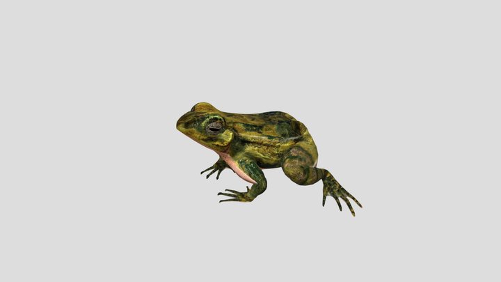 Frog 3D Model