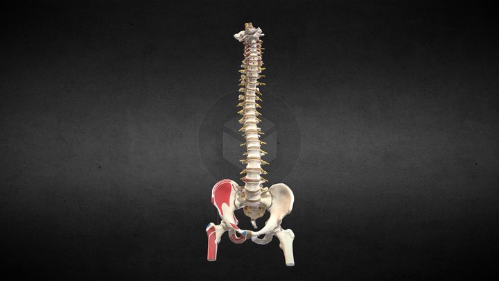 Réplica de columna vertebral / Spine replica 3D Model