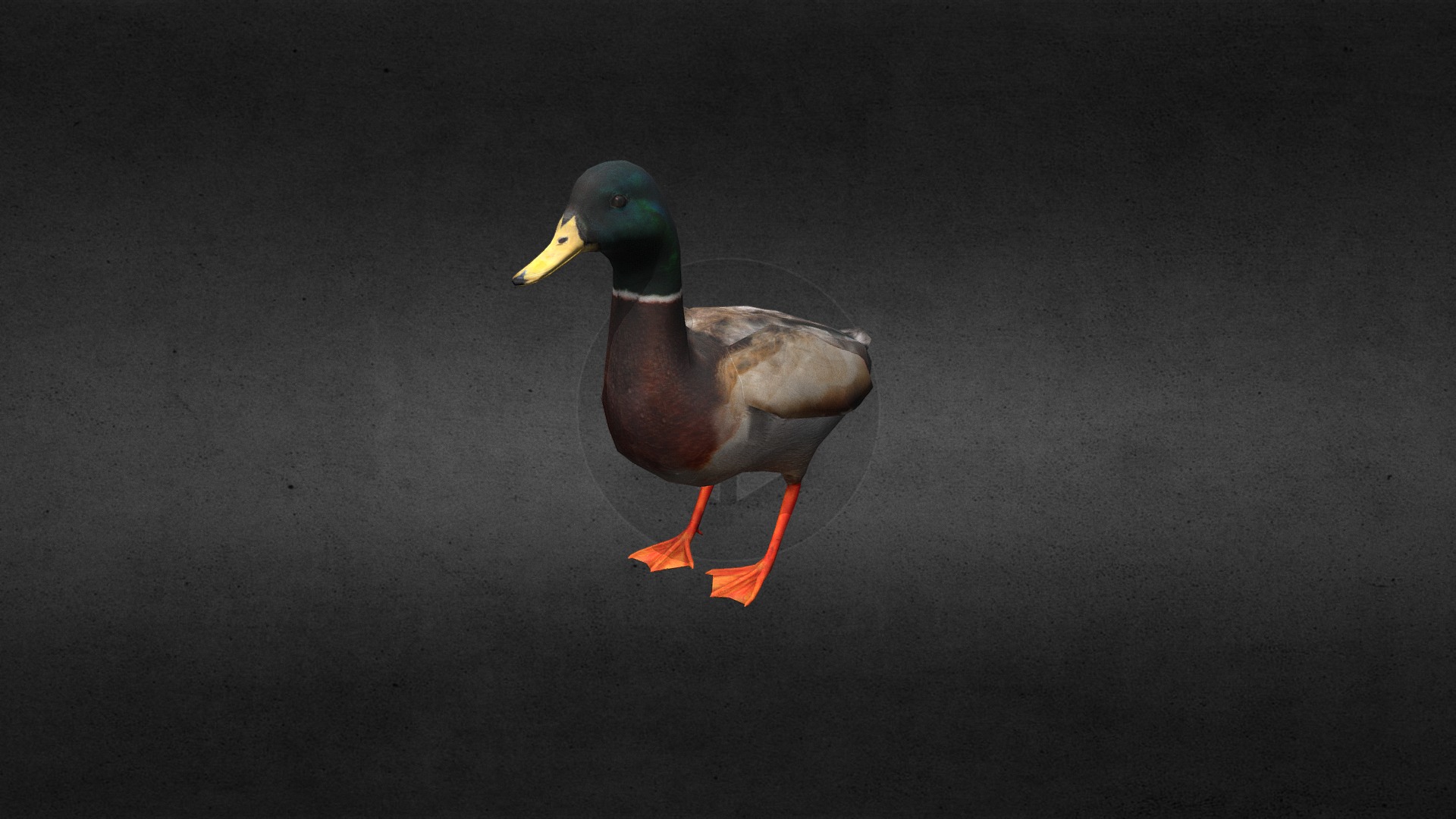 3D model Duck - This is a 3D model of the Duck. The 3D model is about a duck walking on pavement.