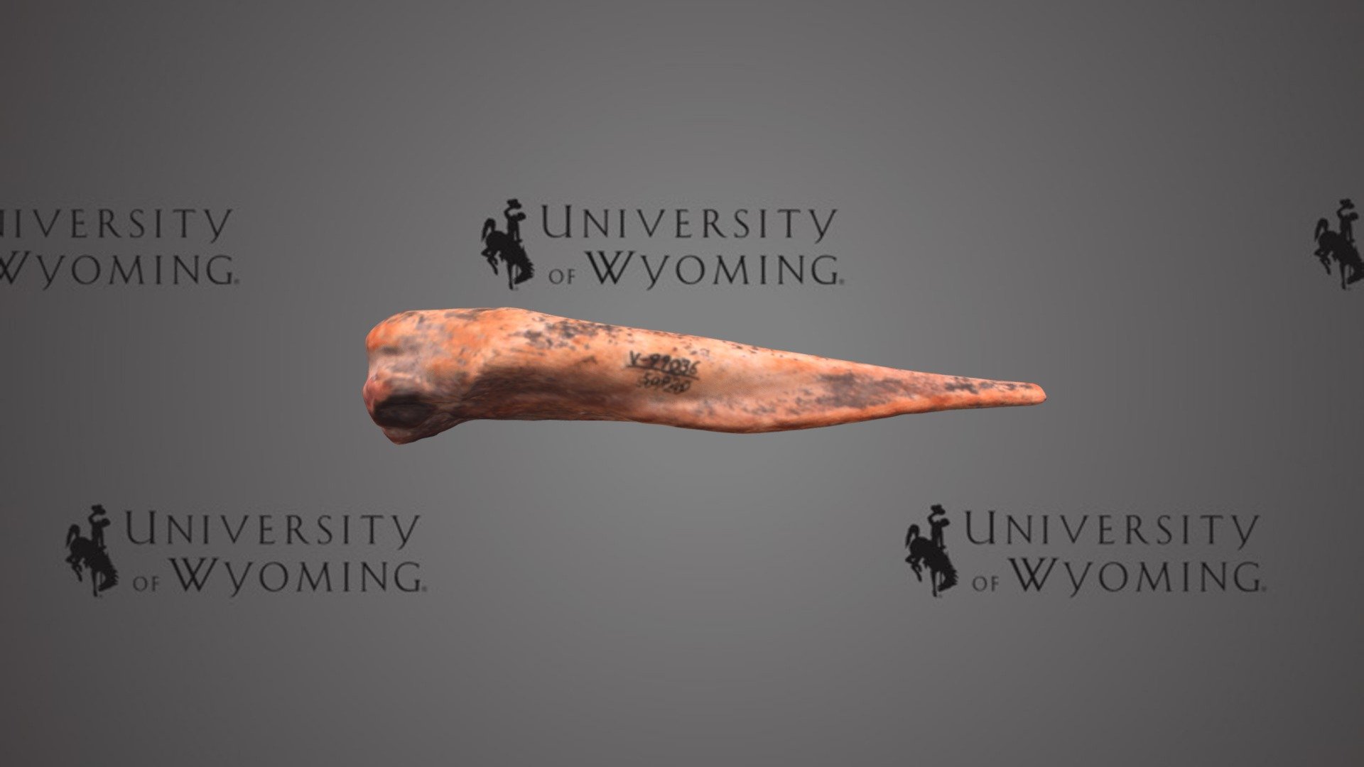 UW 50920 - Equus, Right Medapodial IV