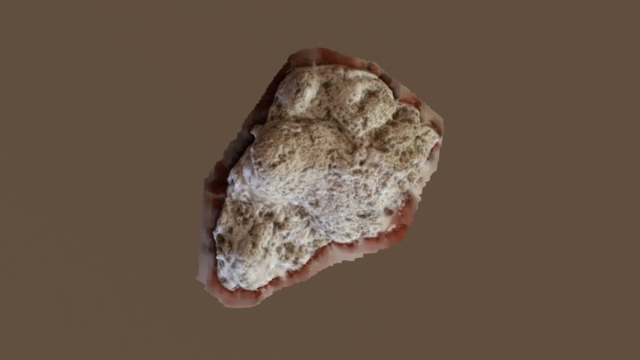 Molde Ursus americanus 3D Model