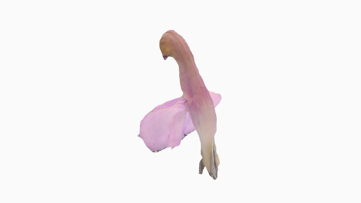 P. densispica 3D Model