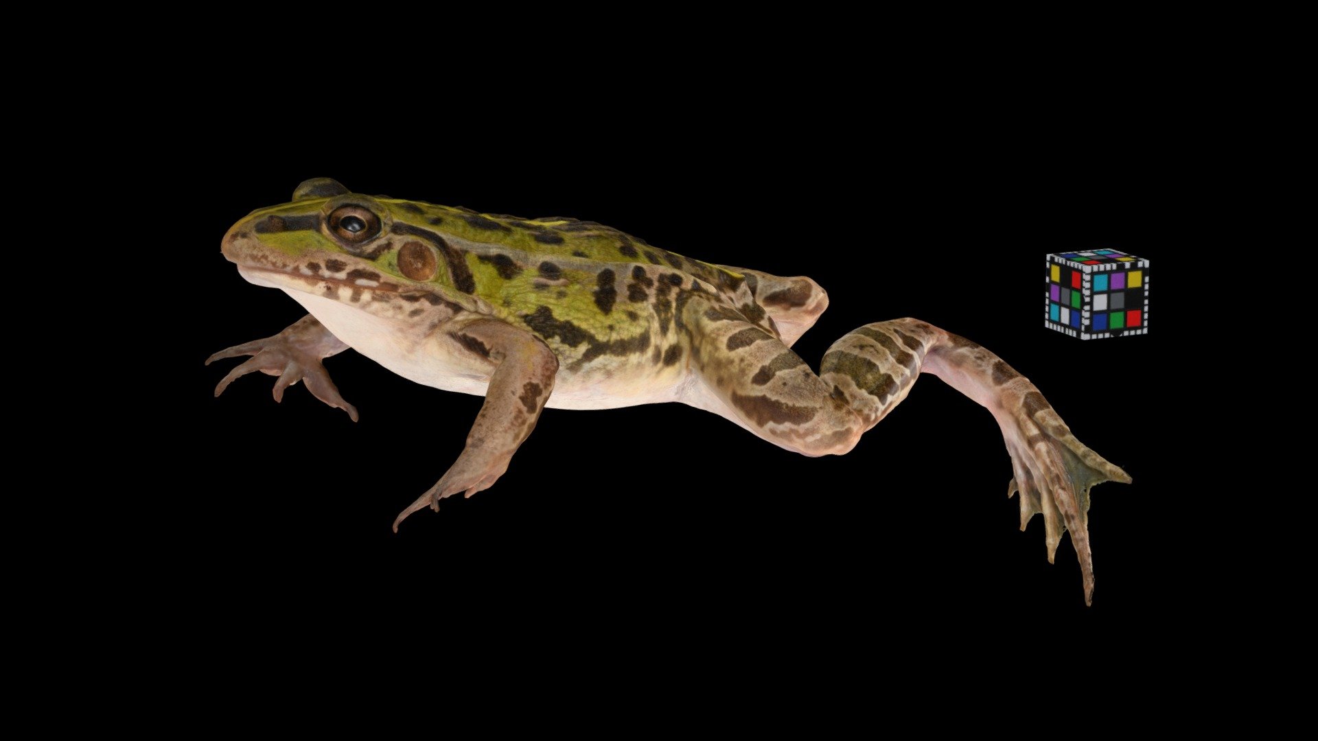 トノサマガエル ♀ Pond Frog, Pelophylax nigromaculatus
