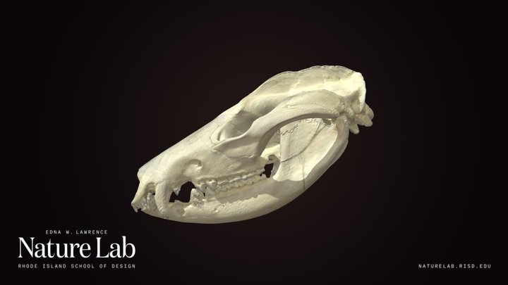 Opossum Skull