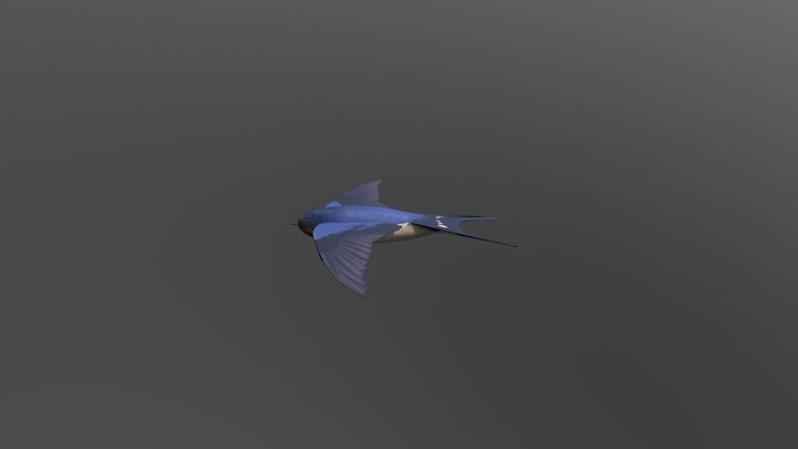 Barn Swallow Second Texture Pass 3D Model