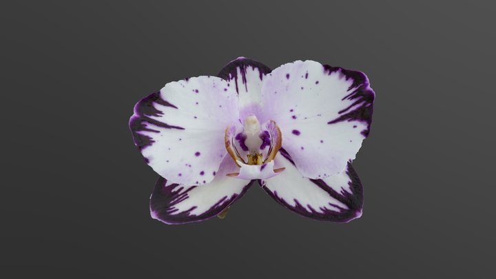 Phalaenopsis Orchids 3D Model