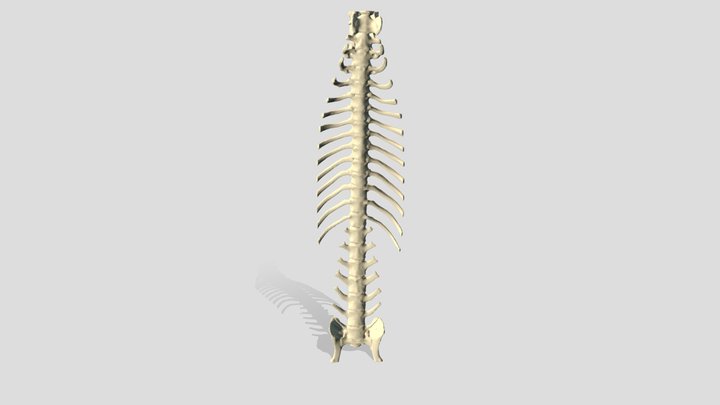 Dachshund Spine 3D Model