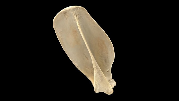 Opossum (Didelphis virginiana), Right Scapula 3D Model