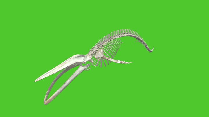 blue_whale_skeleton 3D Model