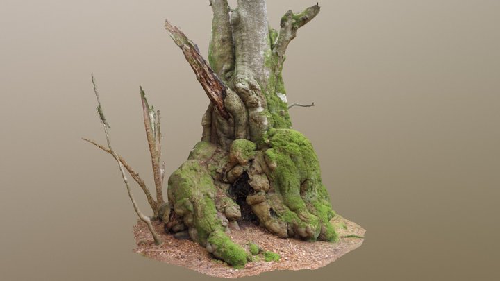 Bulgy Gnarled Beech Tree 3D Model
