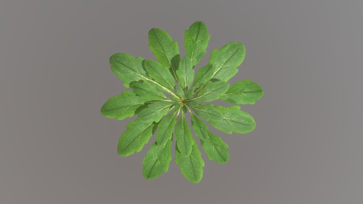 Plant Type 001 3D Model