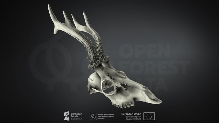 Capreolus capreolus (Roe deer)(Sarna europejska)