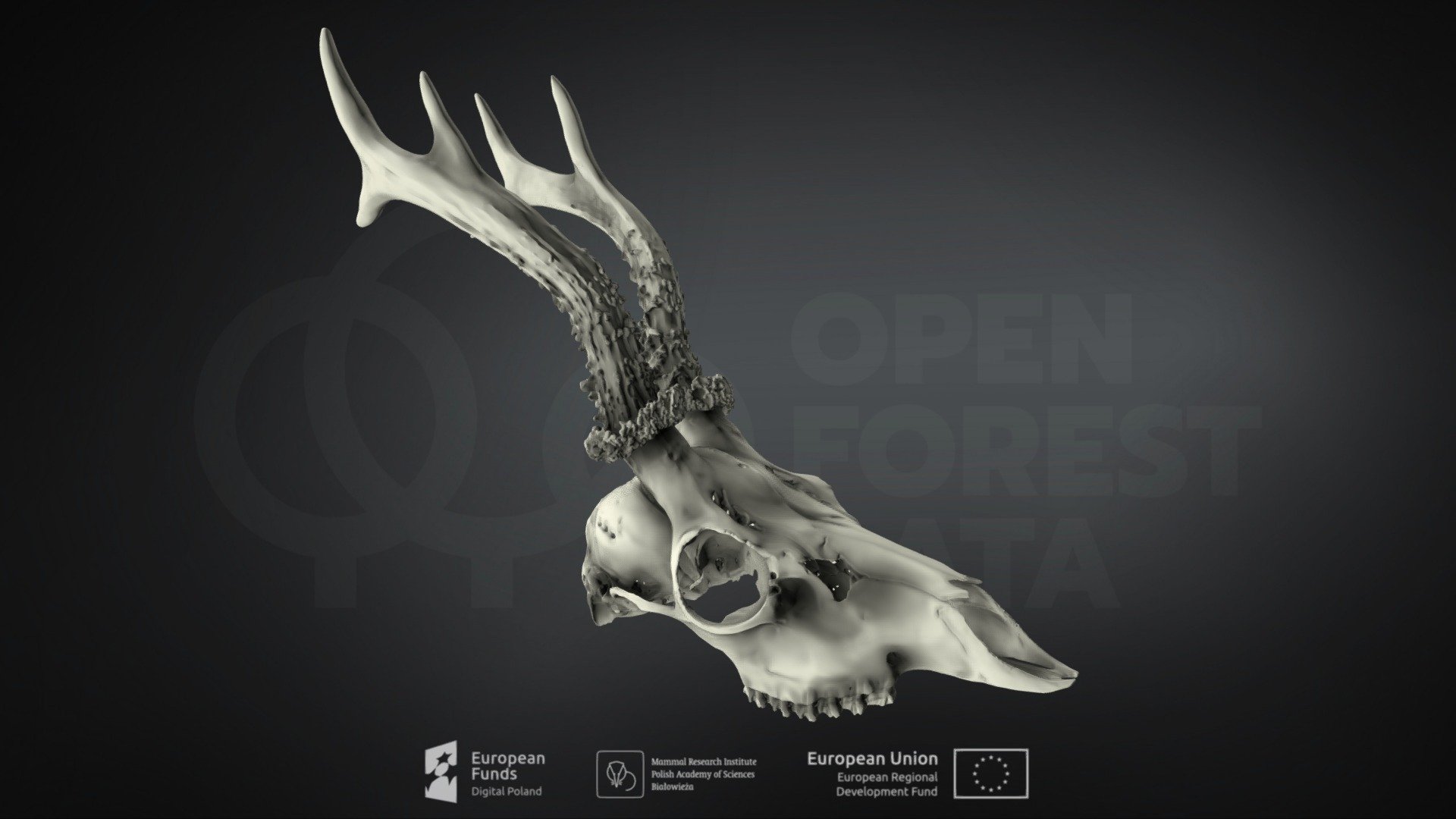 Capreolus capreolus (Roe deer)(Sarna europejska) — Sketchfab embed 3D viewer