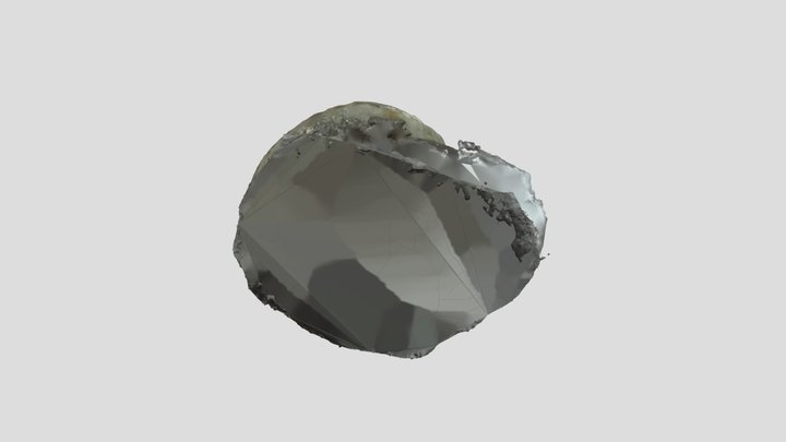 Shell1 3D Model
