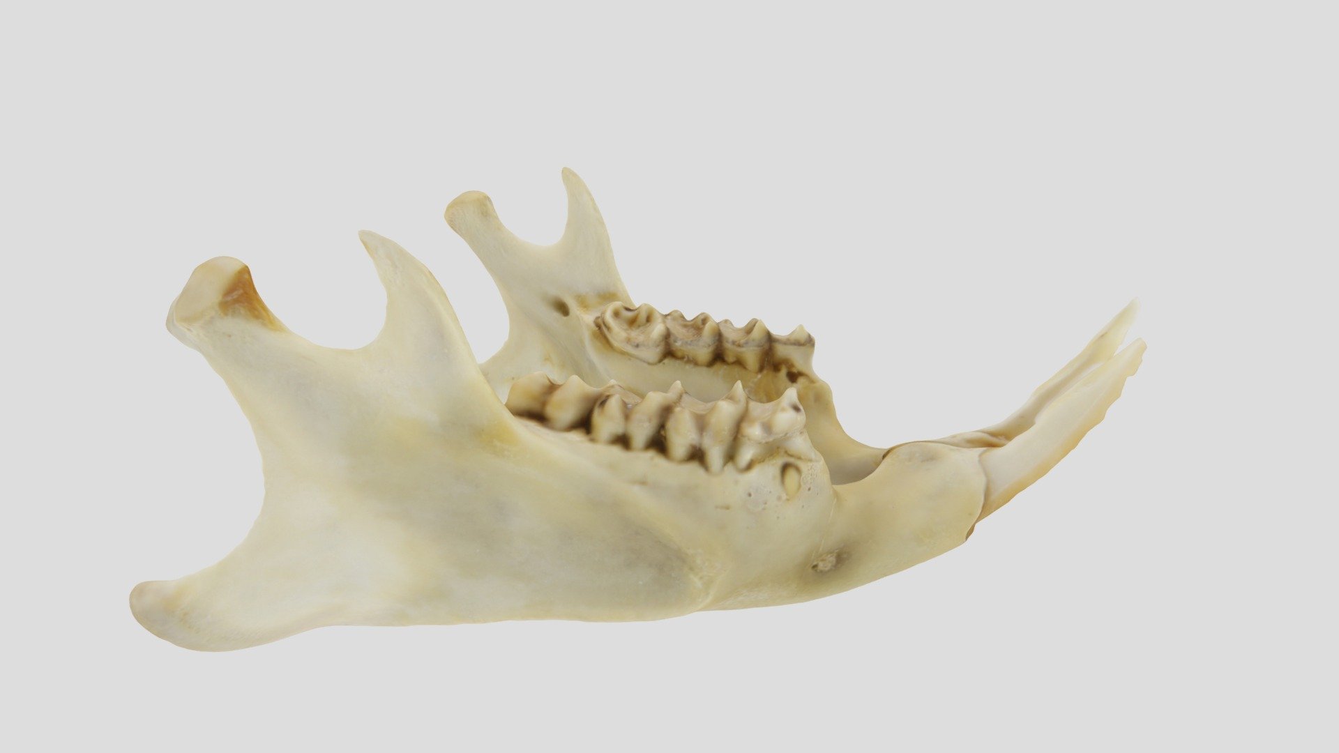 UWYMV:4135, Marmota flaviventris, mandible - Download Free 3D model by ...