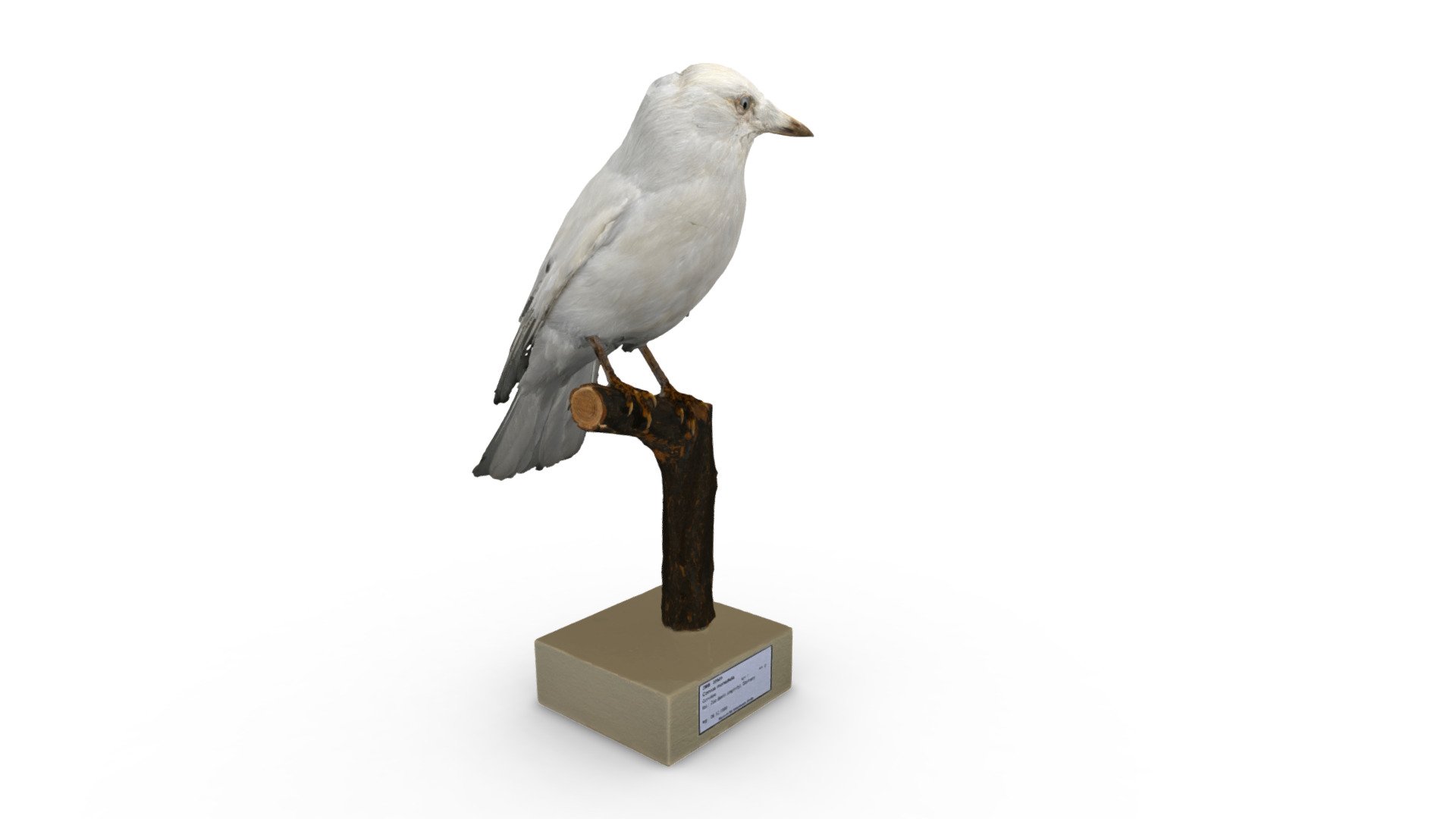 Albino jackdaw - 3D model by relative.berlin [07dbfbb] - Sketchfab