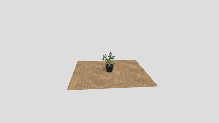Piantina di alloro 3D Model