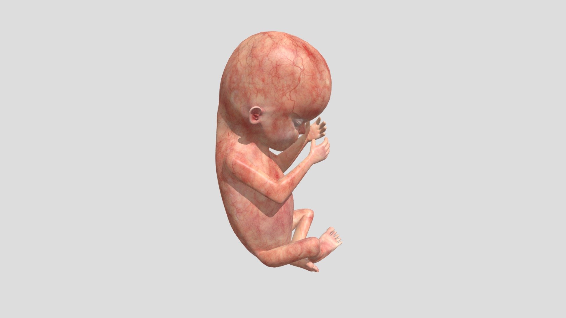 Fetus Week Sixteen Realistic 3d Model By Education Resource Fund Bobsmusail [07e0a16