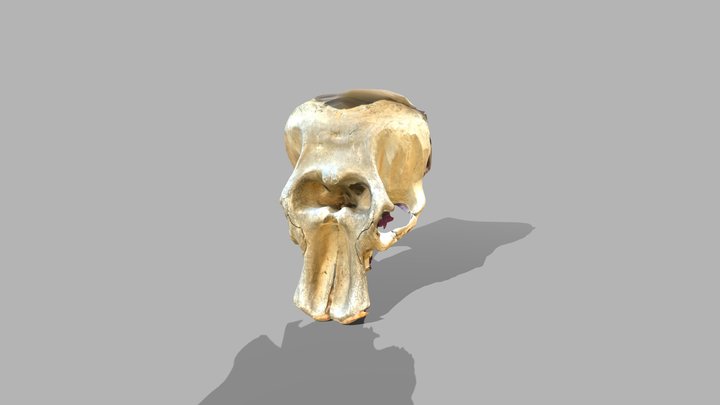 Elephant skull – Modelo 3D gratuito STL