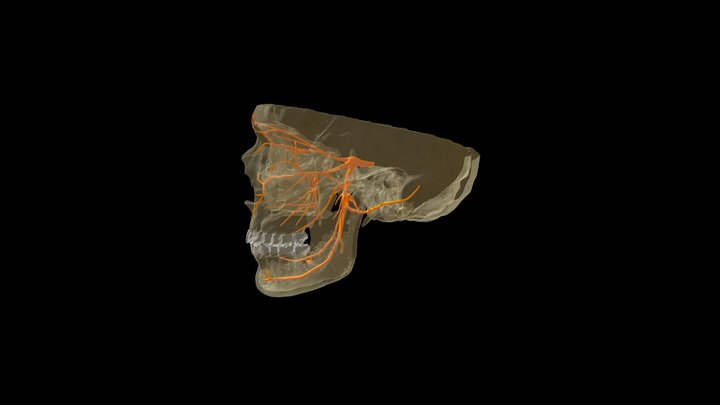Trigeminal nerve (Cranial nerve V) 3D Model