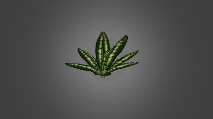 Plant 05 3D Model