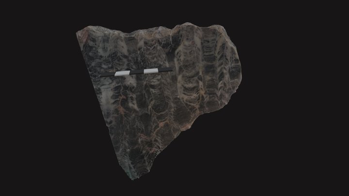 Specimen E 3D Model