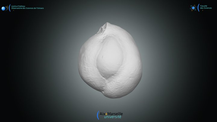 Foraminifera - Miliolinella sp.