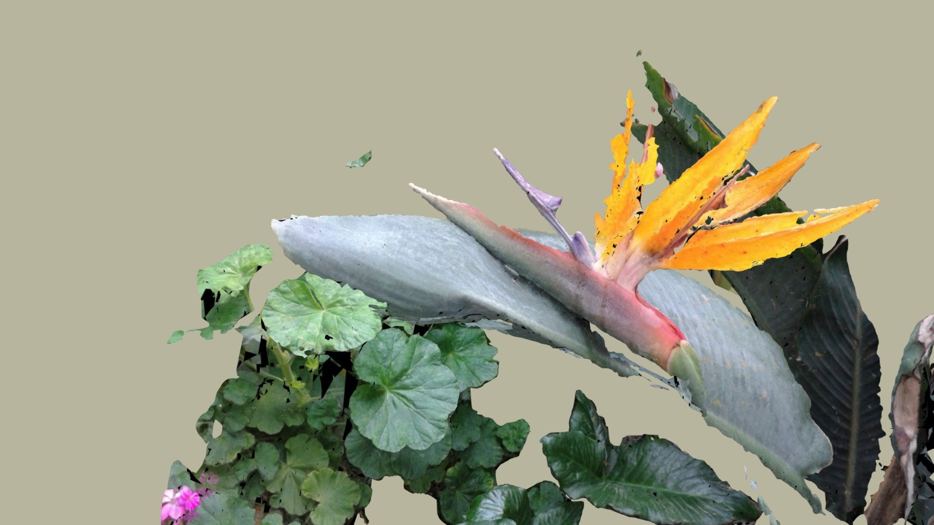 flower