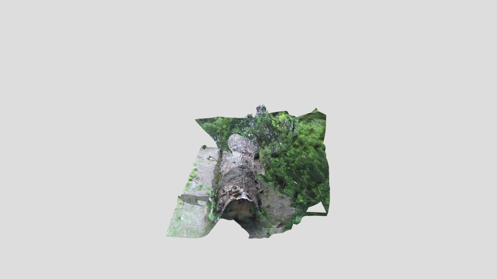 Fallen Oak tree cropped in Kiri