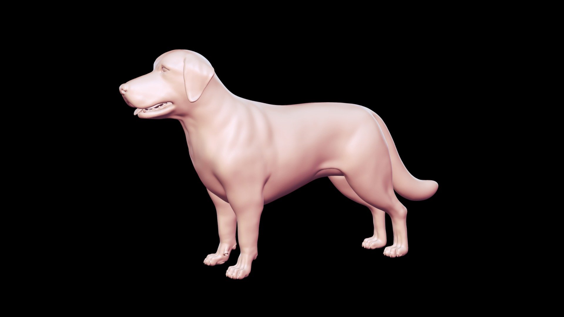 Labrador Retriever Base Mesh 3D model - Buy Royalty Free 3D model by ...