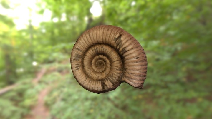 Ammonite Dactilyoceras 3D Model
