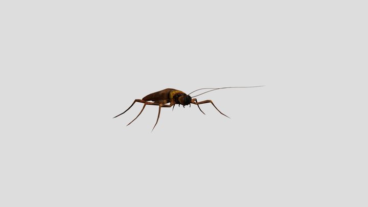 A cockroach 3D Model