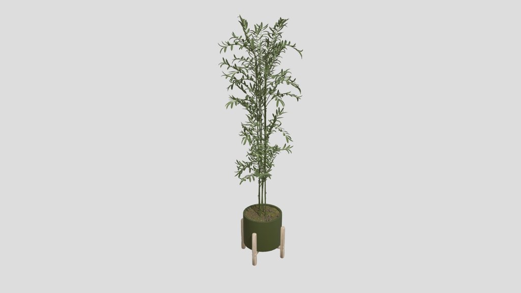 Olive Plant