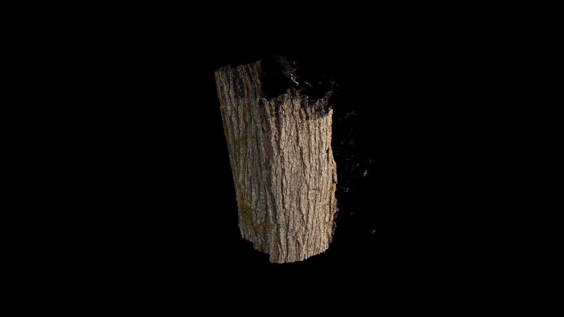 Zumar Dilindari / Fluttering Elm