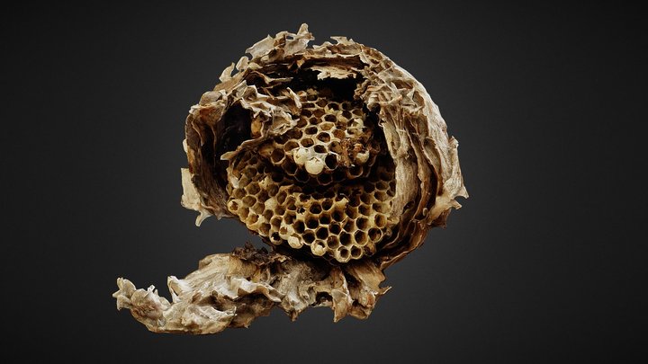 wasps_nest 3D Model