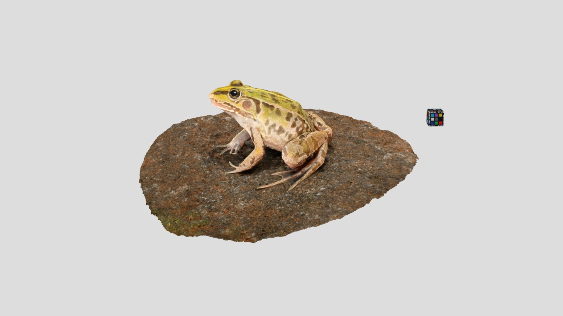トノサマガエル Pelophylax nigromaculatus
