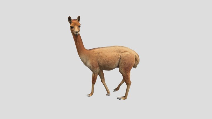vicuña 3D Model