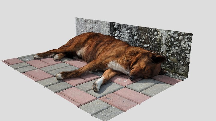 Sleeping dog