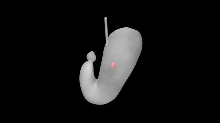 鉤状胃11 3D Model